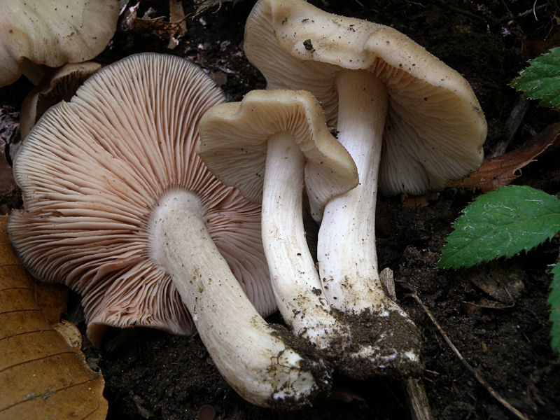 cortinario ed entoloma?